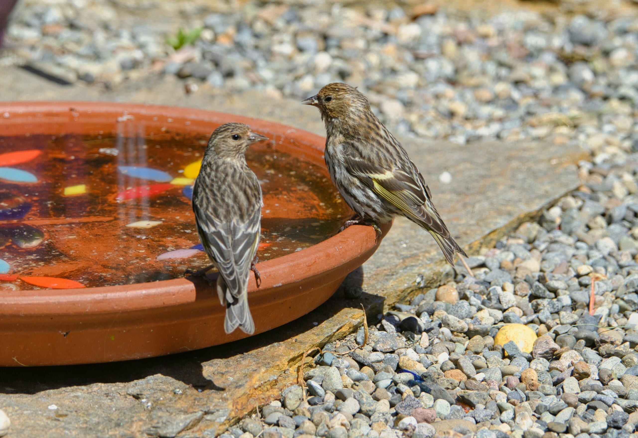Deux moineaux au bord d'une coupelle d'eau