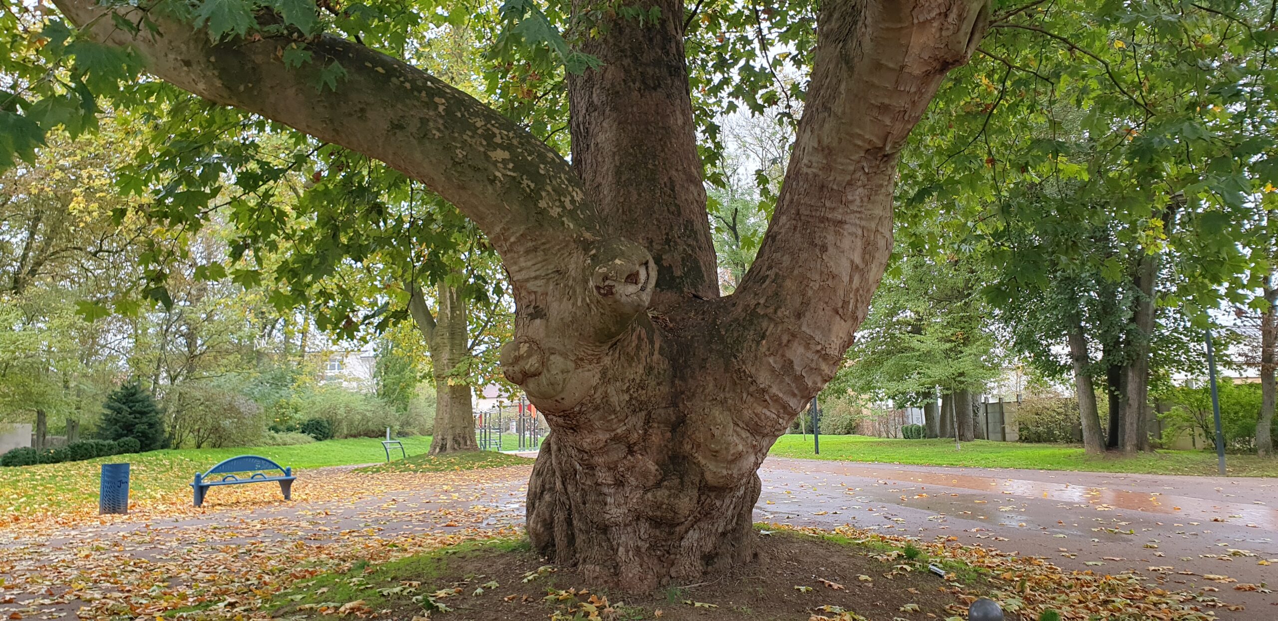 Vue du tronc de l'arbre remarquable du square "Le Bossu"