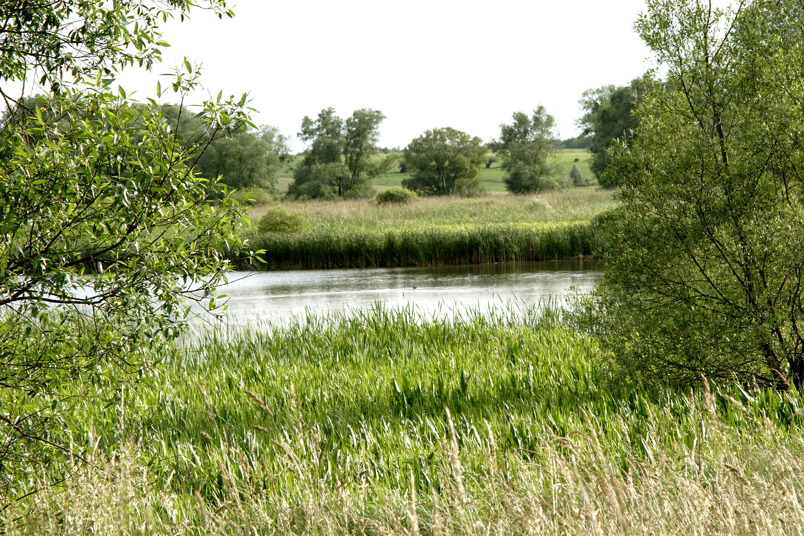 Marais de Droitaumont